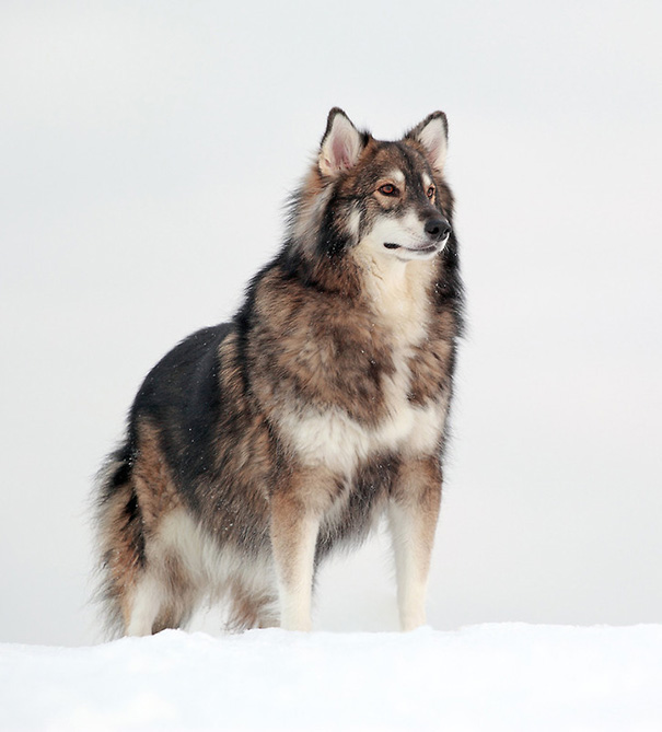 Utonagan (malamute de l’Alaska + husky sibérien + berger allemand)