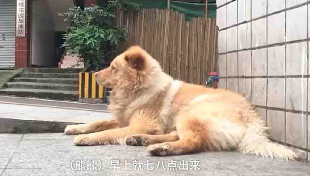 Xiongxiong le chien fidèle