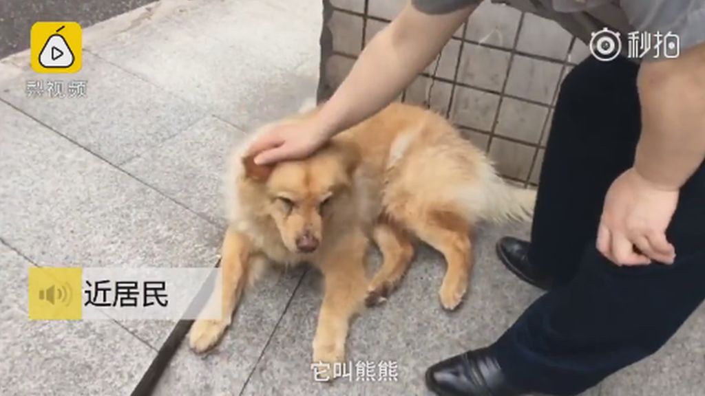 Xiongxiong le chien fidèle 2