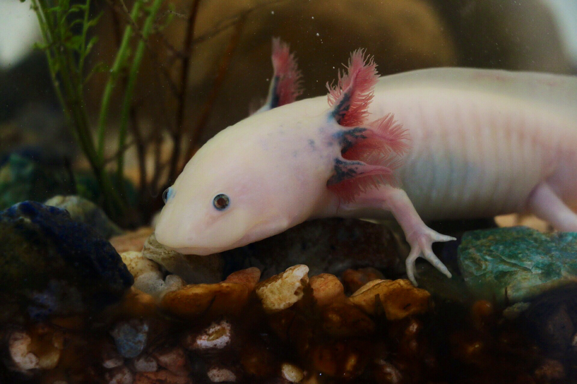 axolotl étrange