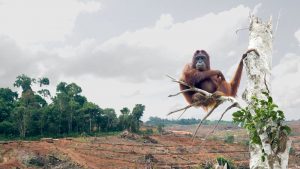 déforestation huile de palme