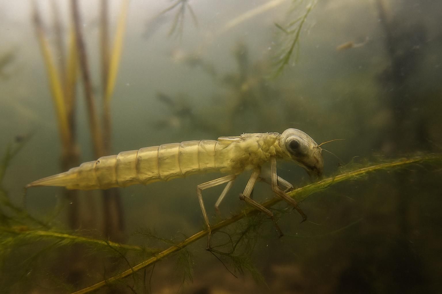 découvrez le cycle de vie fascinant de la larve de libellule et son rôle crucial dans l'écosystème aquatique, de sa naissance à sa transformation en adulte.