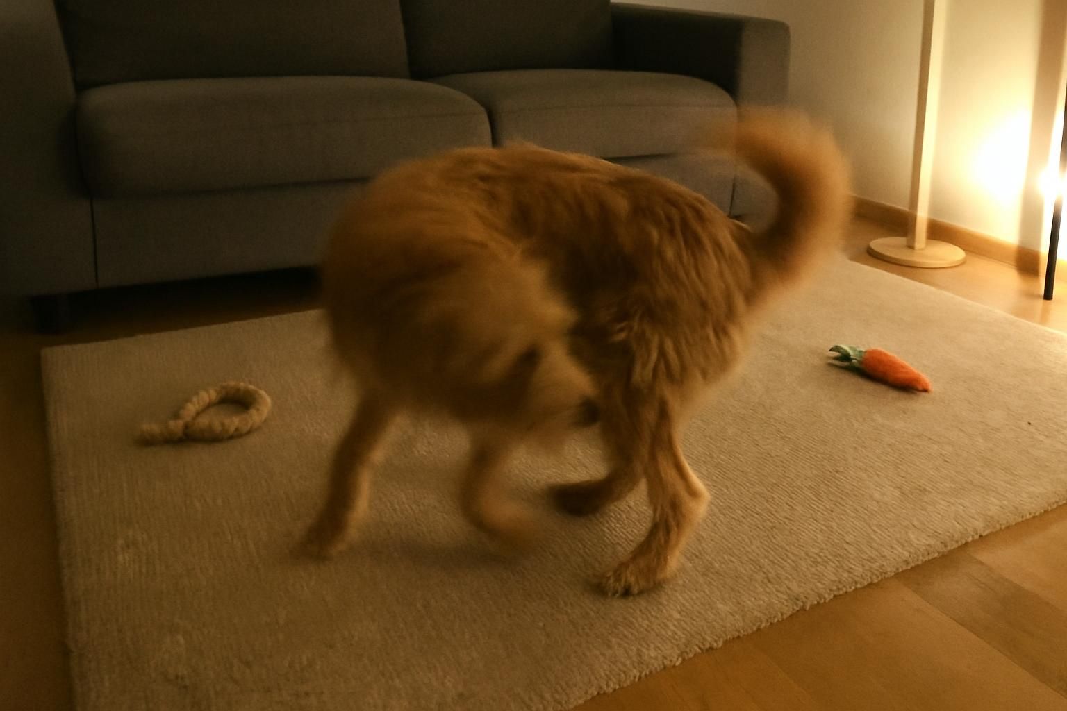 découvrez pourquoi les chiens tournent sur eux-mêmes avant de se coucher, un comportement instinctif lié à leur confort et à leur sécurité.
